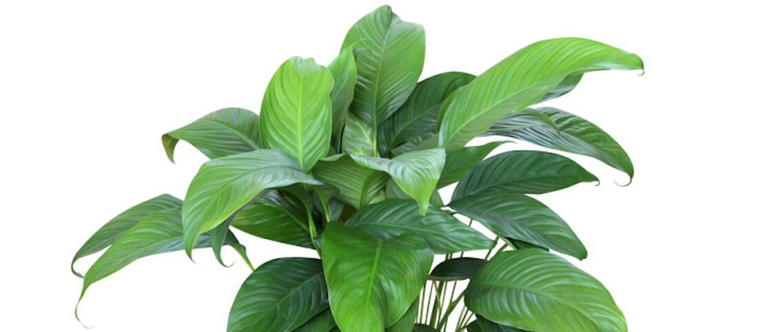 The Best Houseplants to Purify Indoor Air