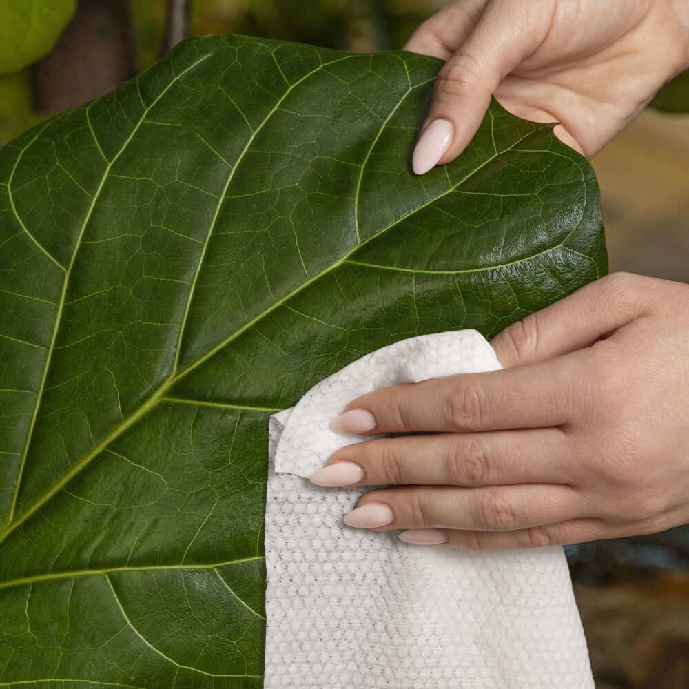 Pattern Play, 10 Count Wipes